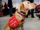 港媒：日本引进嗅癌犬诊癌 准确率高达99.7%